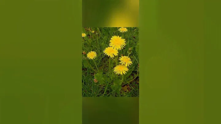 Развальцовка труб.