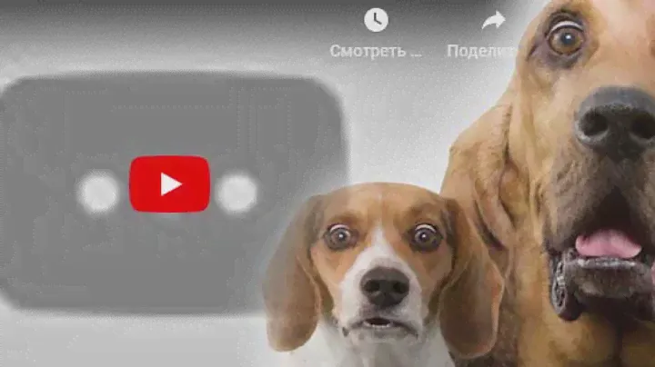 Плагин для поиска неработающего видео youtube на сайте WP